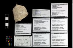 Foto (Objekt + Etikett) von Cycloprosopon sp.  (NHMW-GEO-2014-0194-0971b)
